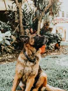 户外休憩的德国牧羊犬