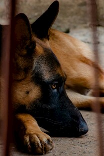 孤独趴卧的警觉警犬