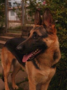 帅气德国牧羊犬户外惬