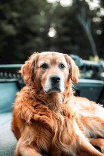 金毛犬惬意趴坐