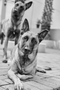 两只警觉的犬
