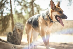 户外站立的帅气德国牧羊犬