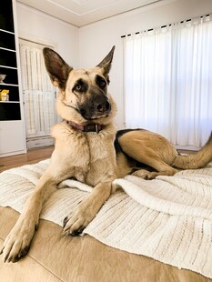 床上休憩的帅气德国牧羊犬