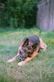 趴卧草地的德国牧羊犬