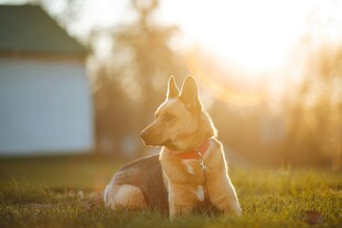 夕阳下的德国牧羊犬
