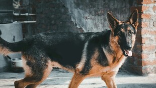 威武德国牧羊犬室内行走