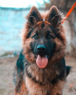 可爱德国牧羊犬吐舌卖萌