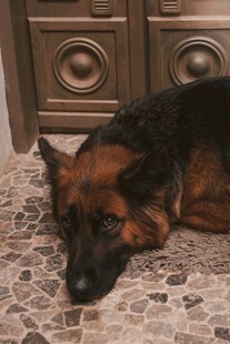 熟睡的德国牧羊犬