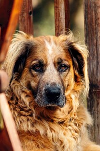 可爱长毛犬的温馨瞬间