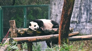 憨态熊猫悠闲趴木上