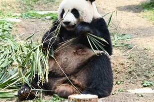 熊猫惬意享用新鲜竹子