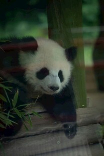 可爱熊猫趴在木台上张望