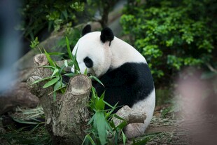 熊猫林间享用鲜嫩竹子