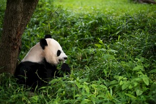 树下休憩的大熊猫