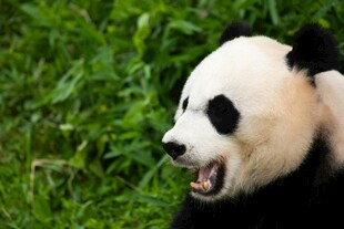 张嘴的大熊猫