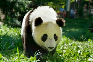 草地上的可爱大熊猫