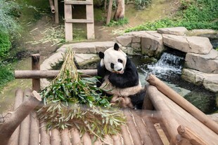 熊猫惬意享用新鲜竹子