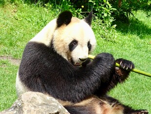 熊猫惬意享用竹子