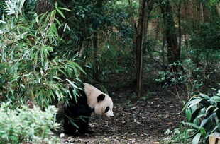 林间漫步的大熊猫