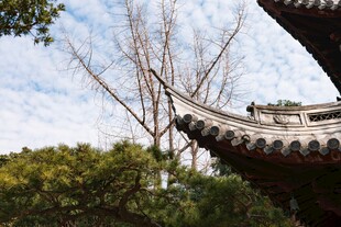 中式屋檐与葱郁树木