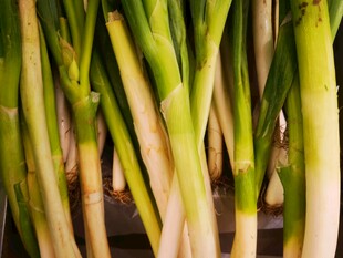 新鲜大葱