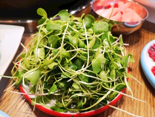 新鲜水培豆苗