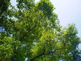 夏日繁茂绿树仰望景象