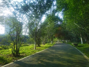 林间阳光小道