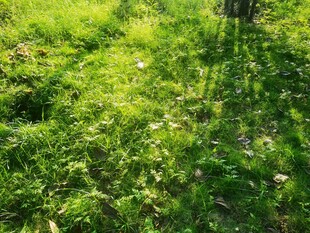 阳光下的翠绿草地