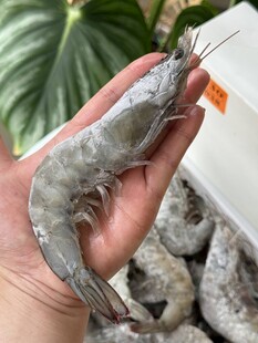 手持鲜活大虾