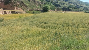 绿色麦田景色
