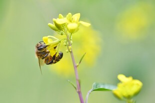 蜜蜂停驻黄色小花上