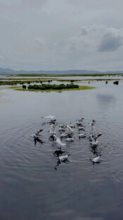 湿地