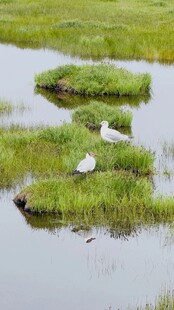 湿地