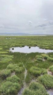 湿地
