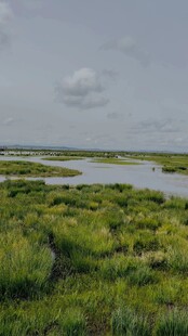 湿地