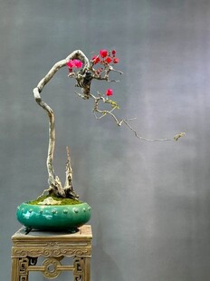 盆景