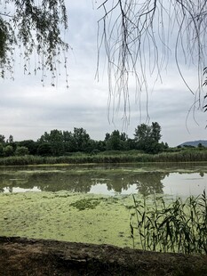 湖畔绿意