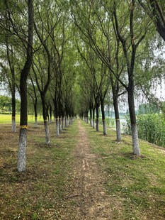 绿树成荫的美景