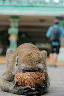 猴子享用美食