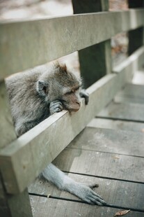 慵懒猴子趴木栏