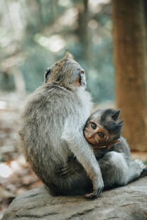 母猴与幼猴依偎在林间