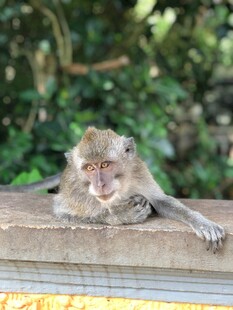 石台上悠闲进食的猴子
