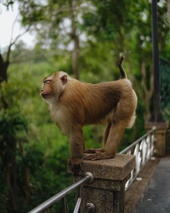 石台上的猴子