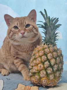 猫咪与菠萝的可爱同框