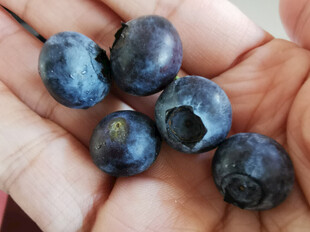 手中饱满新鲜的蓝莓