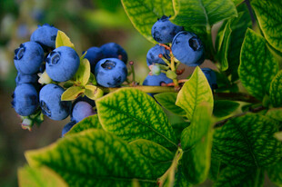饱满蓝莓挂于翠绿枝叶间