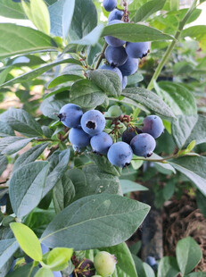 饱满蓝莓挂于翠绿枝叶间