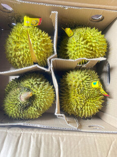 盒装新鲜榴莲待售