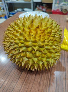 桌上摆放的一颗新鲜榴莲
